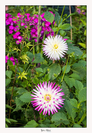 Giverny