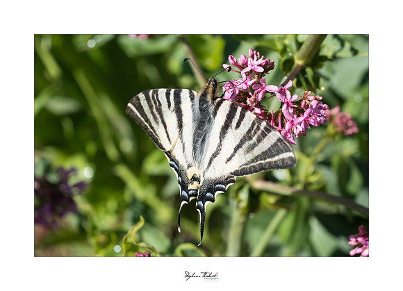 macrophotographie