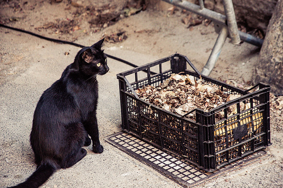 Un chat noir à Correns