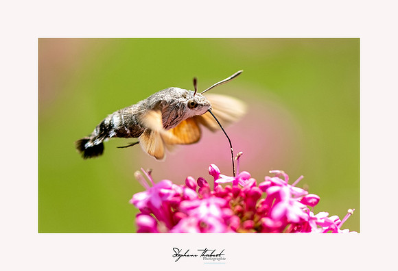 macrophotographie