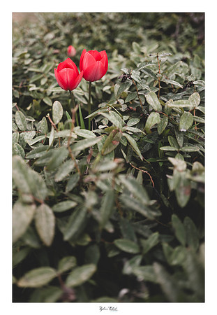 Dans le jardin de Montmeyan