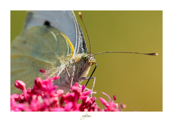 macrophotographie