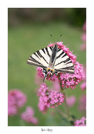 macrophotographie