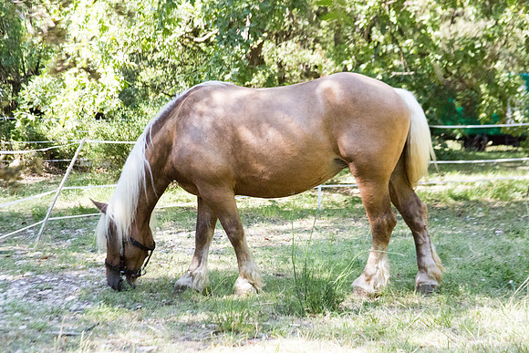 Un cheval à Correns