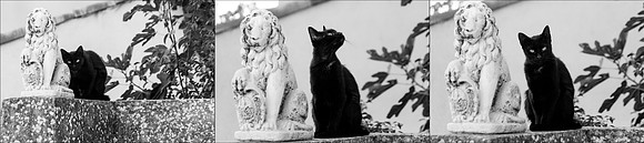 Chat et Lion à Barjols