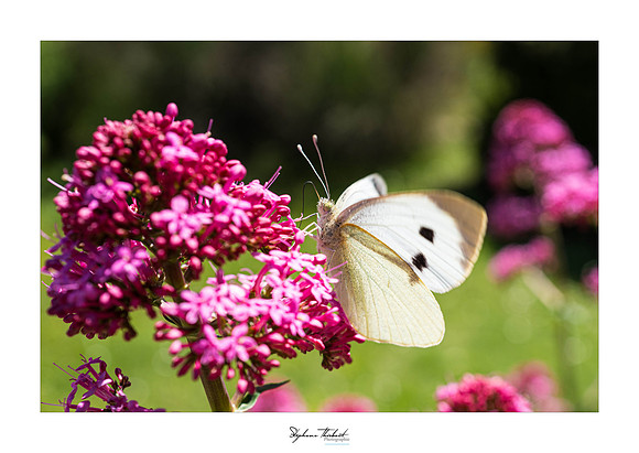 macrophotographie