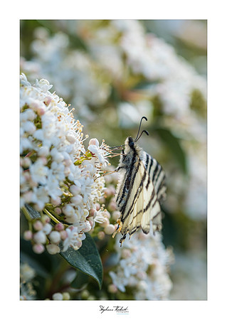 macrophotographie