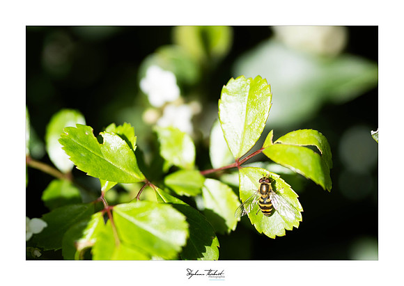 macrophotographie