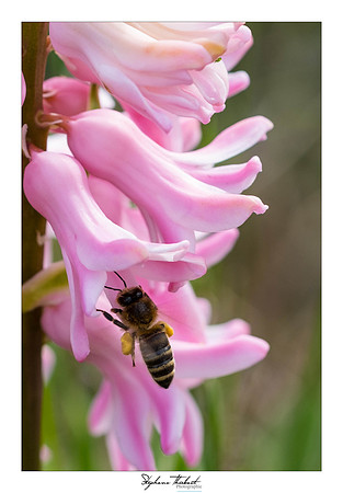 macrophotographie