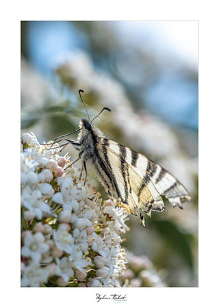 macrophotographie