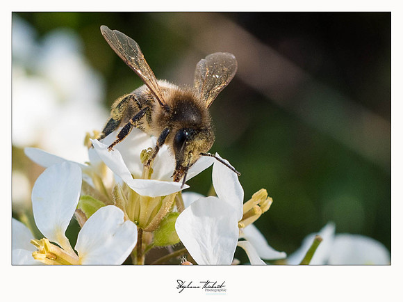 macrophotographie