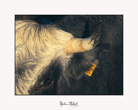 Les bœufs de Montmeyan