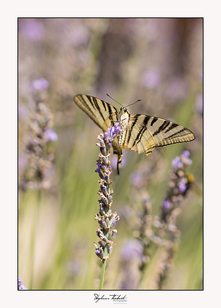 macrophotographie