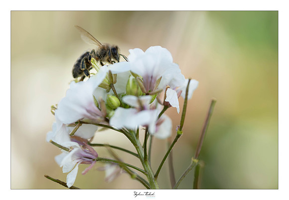 macrophotographie