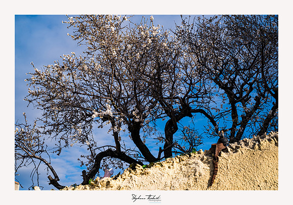 Tout Marseille