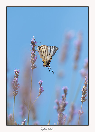 macrophotographie