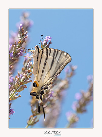macrophotographie