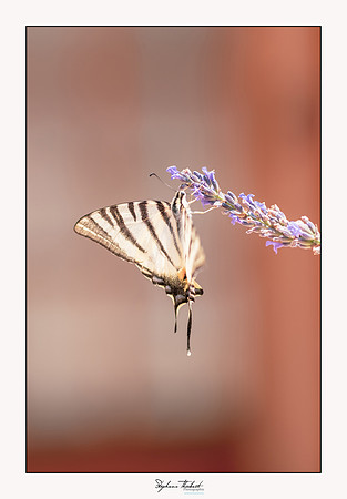 macrophotographie