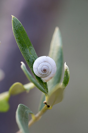 Escargots à Tourves