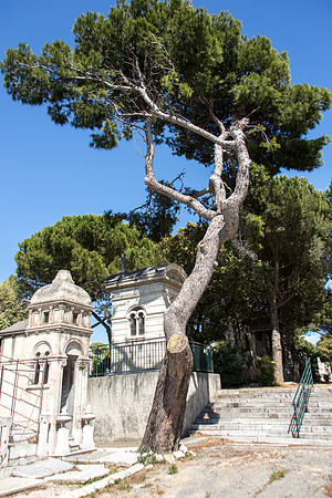 L'arbre du cimetière Saint-Pierre