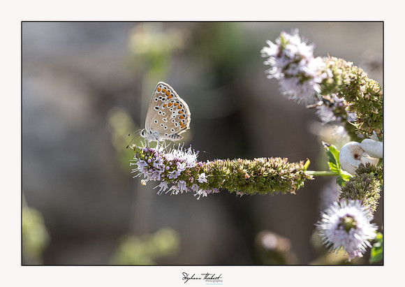 macrophotographie