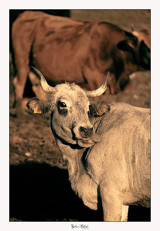 Les bœufs de Montmeyan