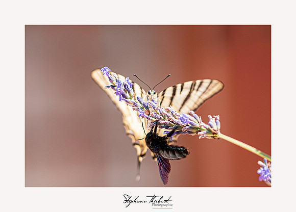 macrophotographie