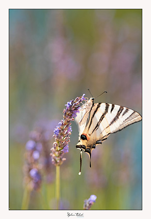 macrophotographie