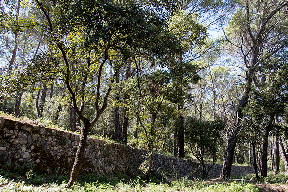 Restanques du sanctuaire de Cotignac