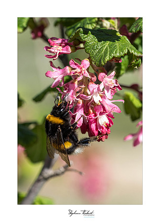 macrophotographie