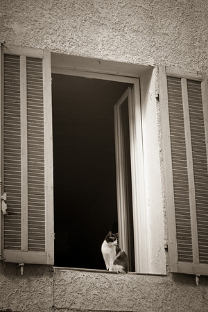Un chat à la fenêtre à Carcès