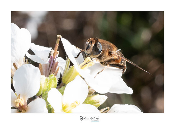 macrophotographie