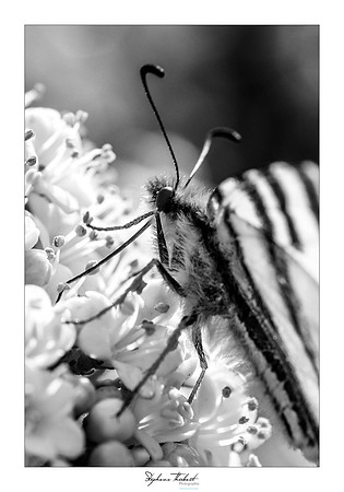 macrophotographie