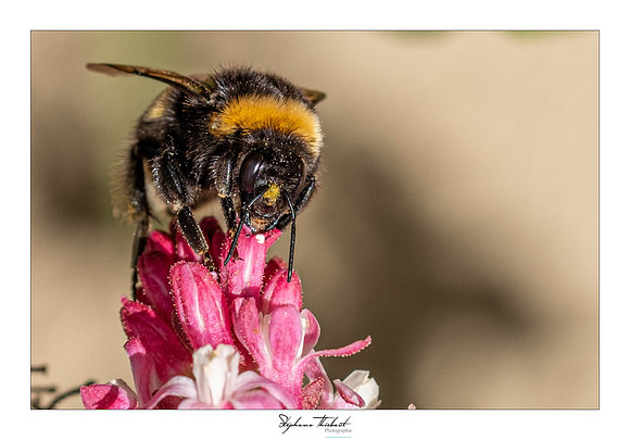 macrophotographie