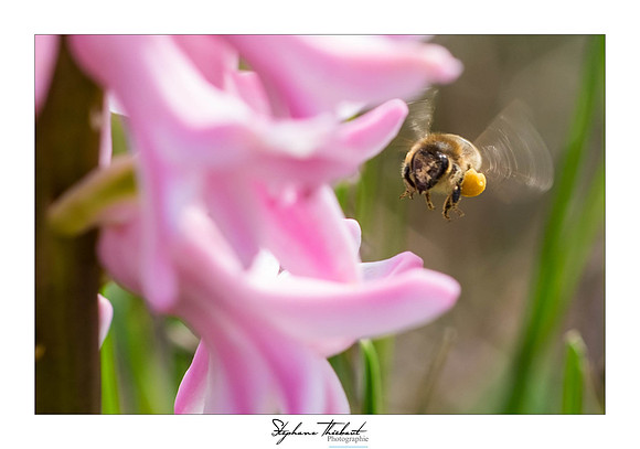 macrophotographie