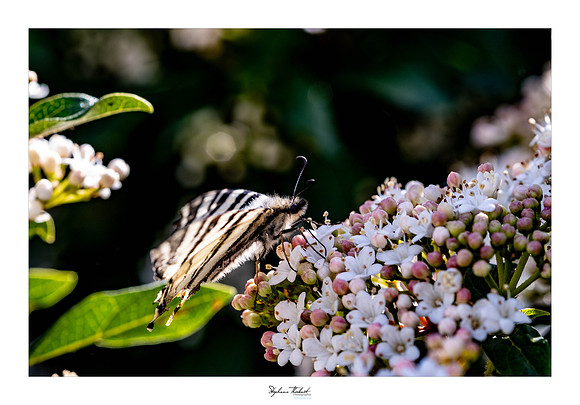 macrophotographie