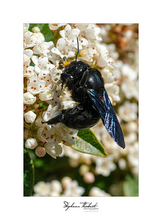 macrophotographie