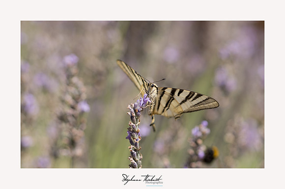 macrophotographie