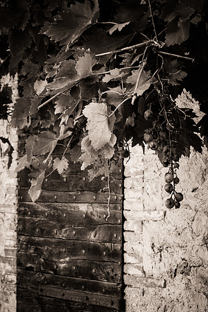 Vigne vierge à Fox-Amphoux