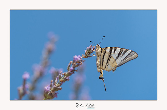macrophotographie