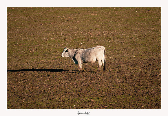 Les bœufs de Montmeyan