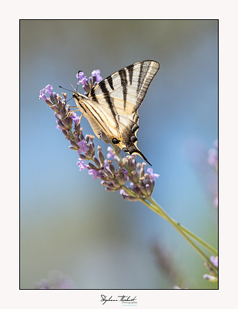 macrophotographie