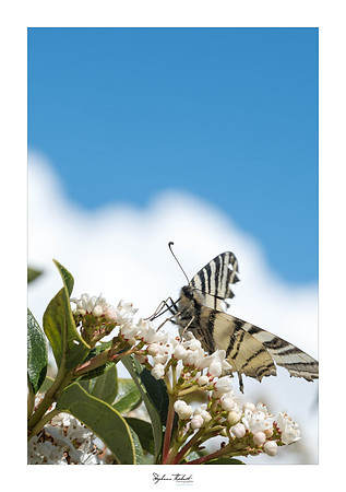 macrophotographie