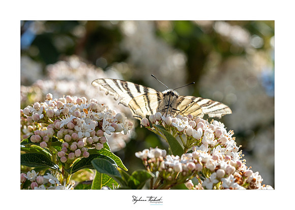 macrophotographie