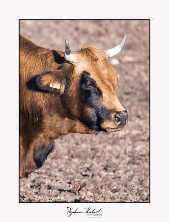 Les bœufs de Montmeyan