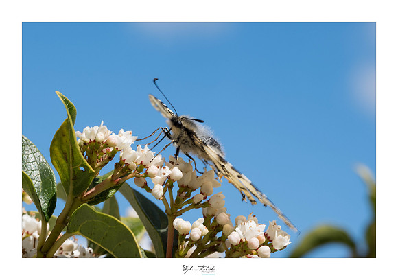 macrophotographie